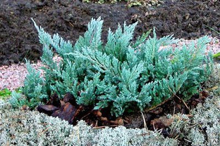 Можжевельник горизонтальный Блю Чип ( Juniperus Blue Chip ) 7,5л 30-40 см #1