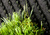 Искусственная трава Divine 45 мм #4