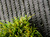 Искусственная трава Velvet 38 мм #5
