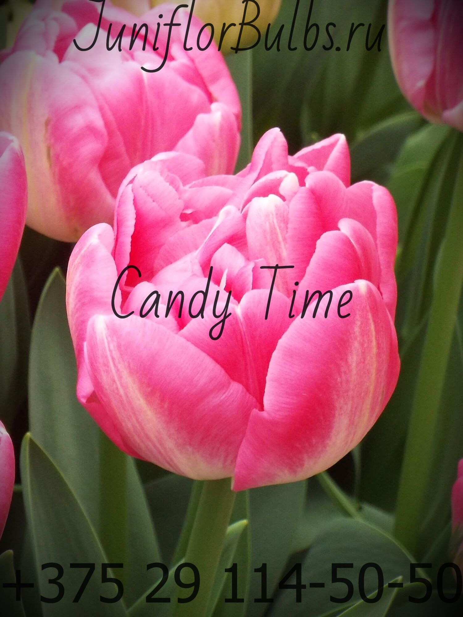 Луковицы тюльпанов сорт Candy Time 12+