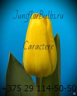 Луковицы тюльпанов сорт Caractere #1