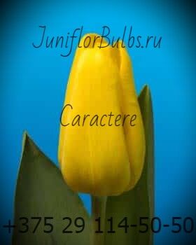 Луковицы тюльпанов сорт Caractere 1