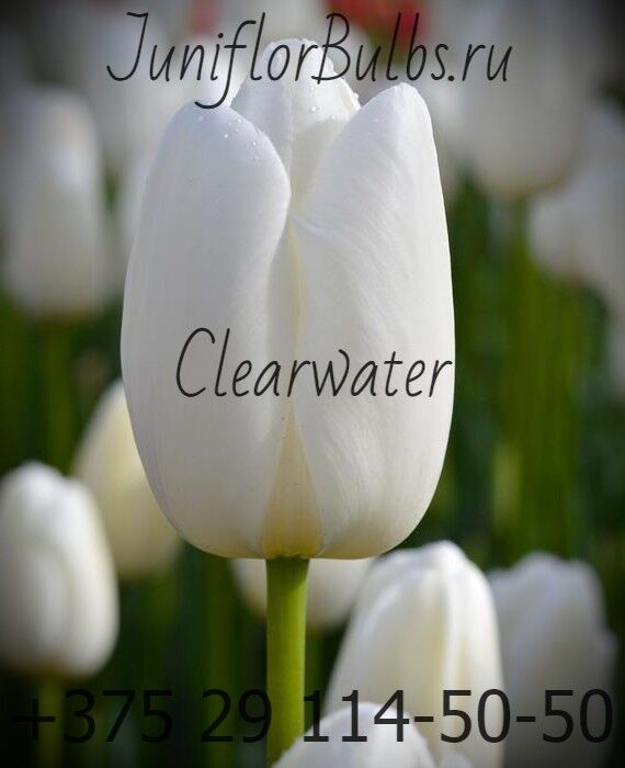 Луковицы тюльпанов сорт Clearwater 12\+