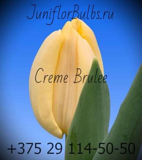 Луковицы тюльпанов сорт Creme Brulee 12+