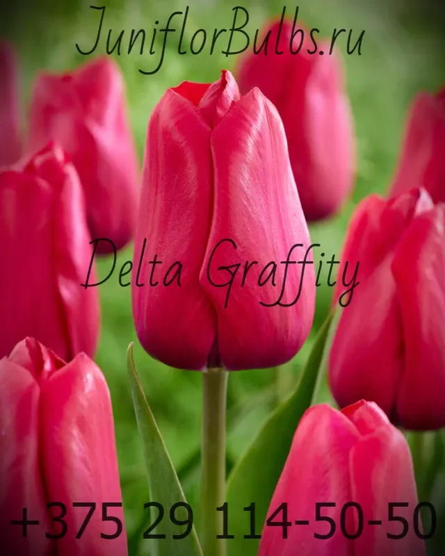 Луковицы тюльпанов сорт Delta Graffity 12\+
