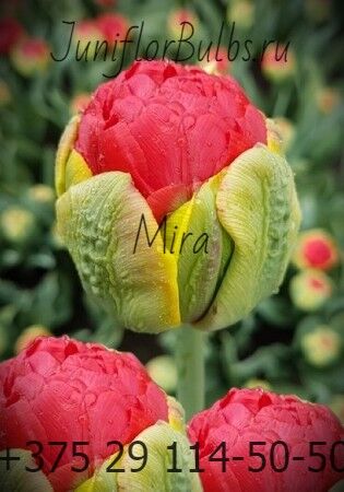 Луковицы тюльпанов сорт Mira 12\+
