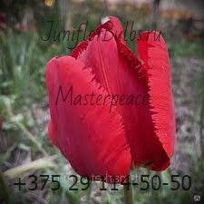 Луковицы тюльпанов сорт Masterpeace 12\+ 