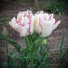 Луковицы тюльпанов сорт Belicia 12\+