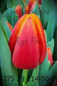 Луковицы тюльпанов сорт Rock Fire 12\+