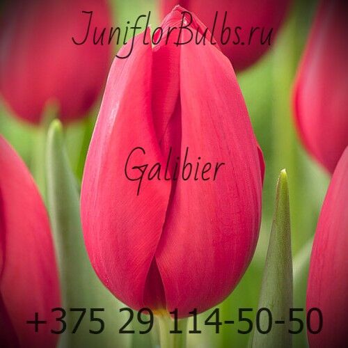 Луковицы тюльпанов сорт Galibier 12\+