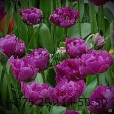 Луковицы тюльпанов сорт Purple Pion (dbl Negrita) 12+ #1