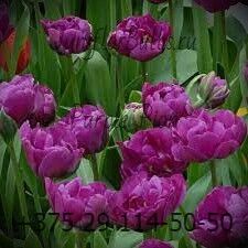 Луковицы тюльпанов сорт Purple Pion (dbl Negrita) 12+