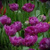 Луковицы тюльпанов сорт Purple Pion (dbl Negrita) 12+ #1