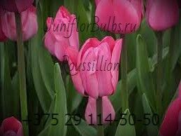 Луковицы тюльпанов сорт Roussillion 12\+