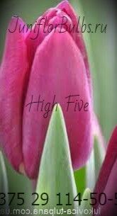 Луковицы тюльпанов сорт High Five 12\+