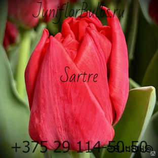 Луковицы тюльпанов сорт Sartre 12+ #1