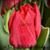 Луковицы тюльпанов сорт Sartre 12+ #1