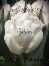 Луковицы тюльпанов сорт Galileo 12\+