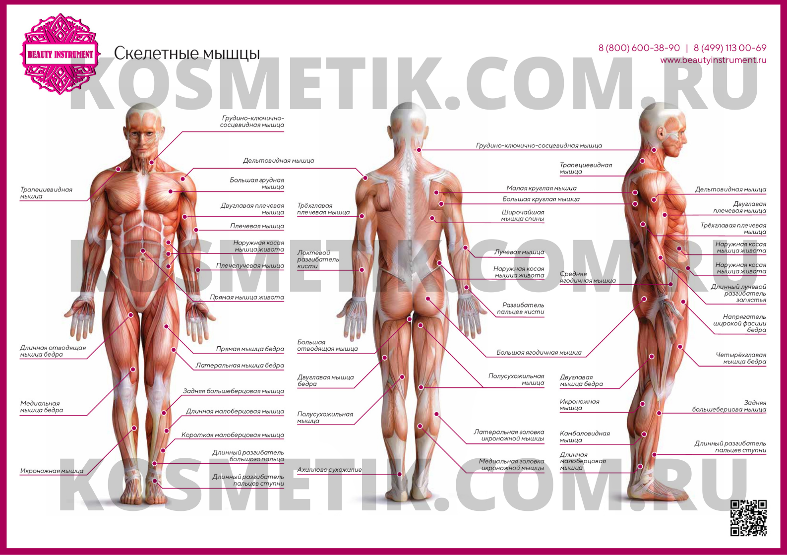 Плакат для косметолога "Скелетные мышцы"