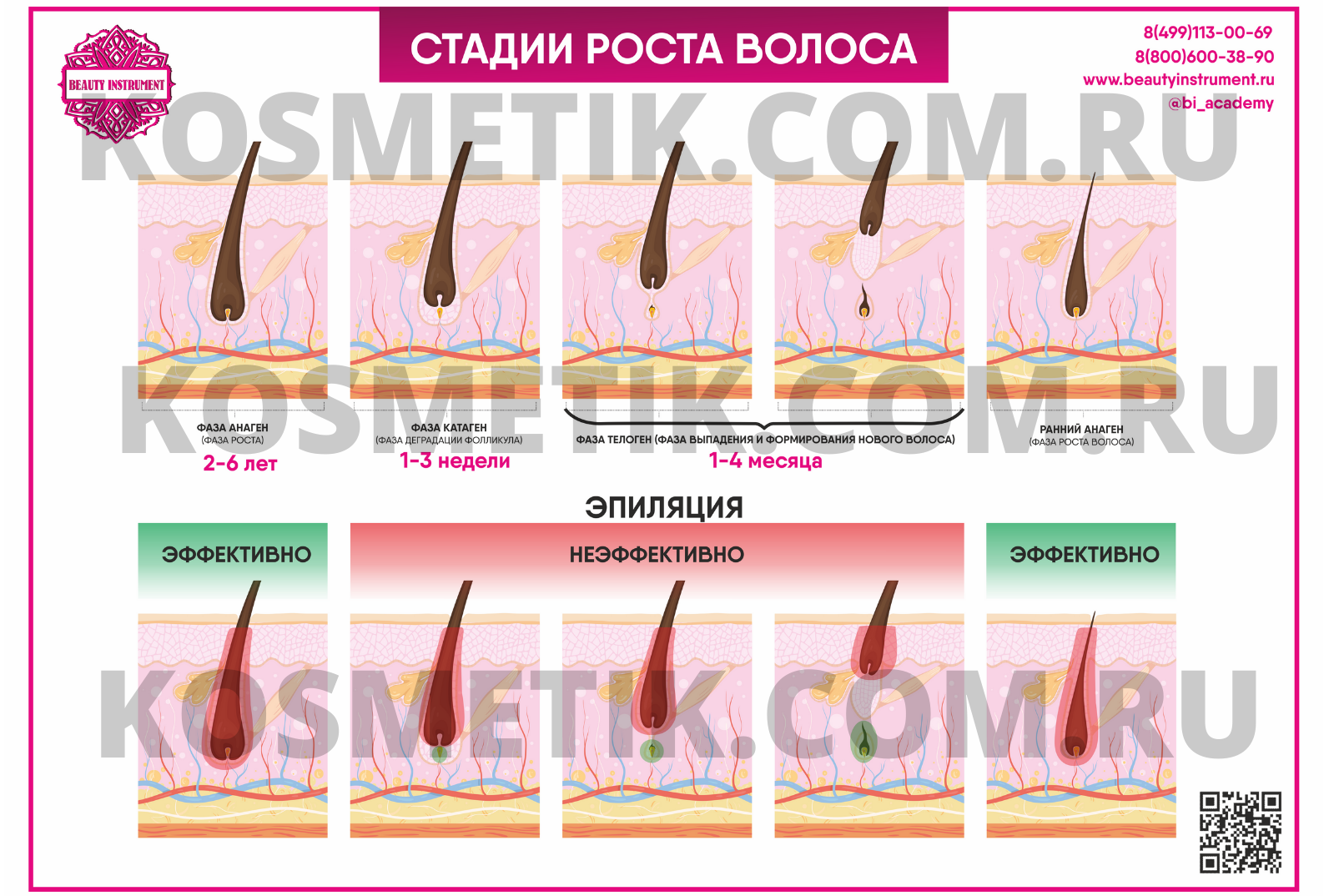 Плакат для косметолога "Стадии роста волос и эффективность эпиляции"