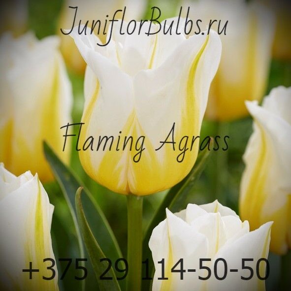 Луковицы тюльпанов сорт Flaming Agrass 12\+