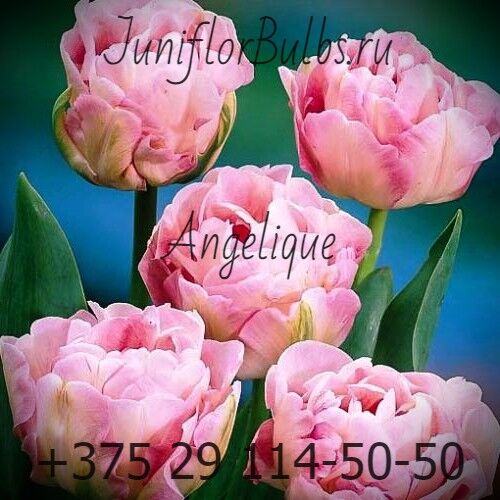 Луковицы тюльпанов сорт Angelique 1
