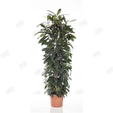 Фикус бокальчатоприлистниковый Ficus cyathistipula zuil 180/32