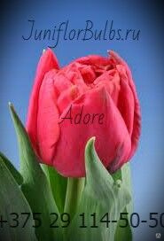 Луковицы тюльпанов сорт Adore #1