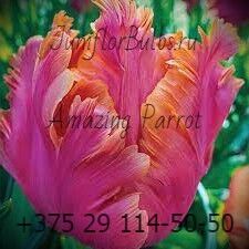 Луковицы тюльпанов сорт Amazing Parrot 11\12