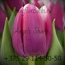 Луковицы тюльпанов сорт Angels Share 1