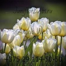 Луковицы тюльпанов сорт Angels Wish 12+