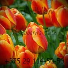 Луковицы тюльпанов сорт Apeldoorn's Elite 11\12