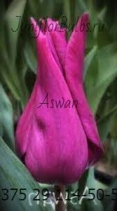 Луковицы тюльпанов сорт Aswan 11-12
