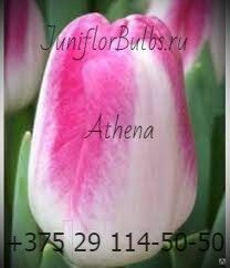 Луковицы тюльпанов сорт Athena #1