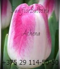 Луковицы тюльпанов сорт Athena 12+