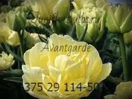 Луковицы тюльпанов сорт Avantgarde 11-12