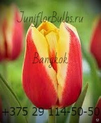 Луковицы тюльпанов сорт Bangkok #1