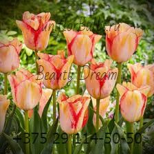 Луковицы тюльпанов сорт Beauty Dream 12+