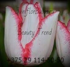 Луковицы тюльпанов сорт Beauty Trend 12+