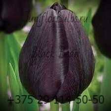 Луковицы тюльпанов сорт Black Bean 12\+