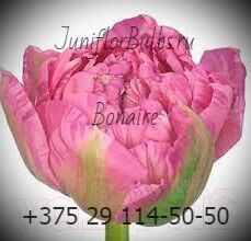Луковицы тюльпанов сорт Bonaire 12\+