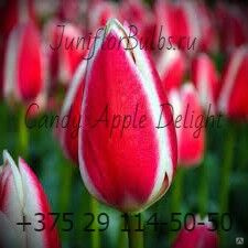 Луковицы тюльпанов сорт Candy Apple Delight #1