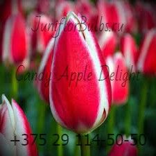 Луковицы тюльпанов сорт Candy Apple Delight 12\+