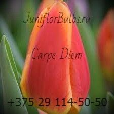 Луковицы тюльпанов сорт Carpe Diem 12+