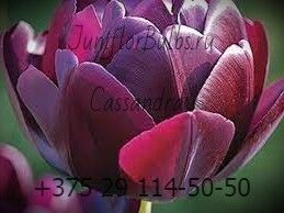 Луковицы тюльпанов сорт Cassandra 12\+