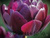 Луковицы тюльпанов сорт Cassandra #1