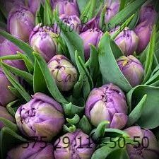 Луковицы тюльпанов сорт Castella (Lavender Dream) 12+