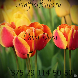 Луковицы тюльпанов сорт Chica Dura #1