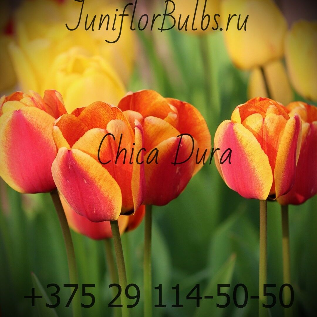 Луковицы тюльпанов сорт Chica Dura 12+