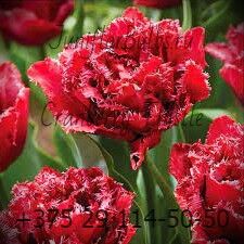 Луковицы тюльпанов сорт Cranberry Thistle 12\+